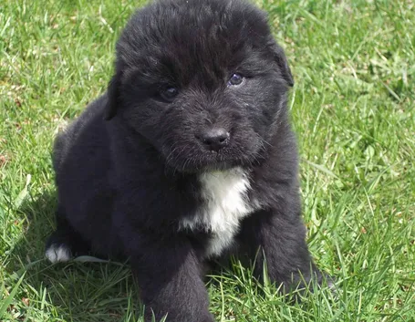 Allevamento cani terranova
