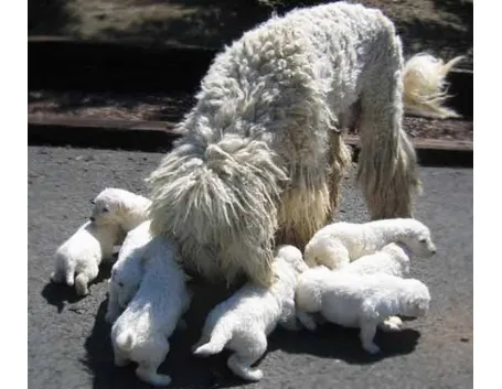 mamma con cuccioli
