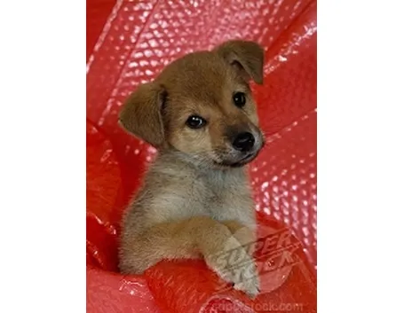 cucciolo meticcio