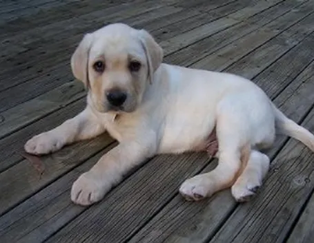 labrador
