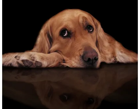 cane ammalato