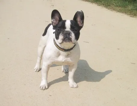 foto bouledogue francese