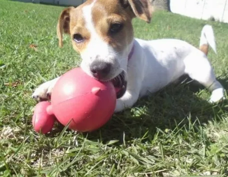 jack russel