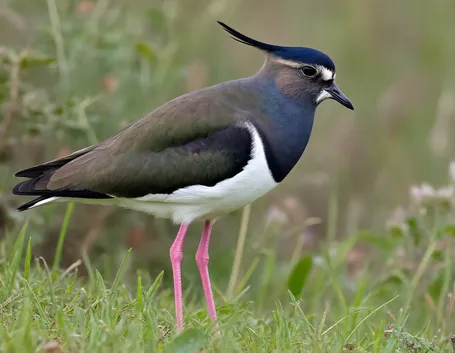 pavoncella