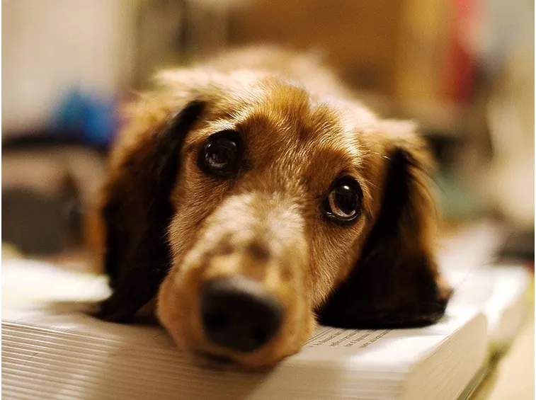 cane solo