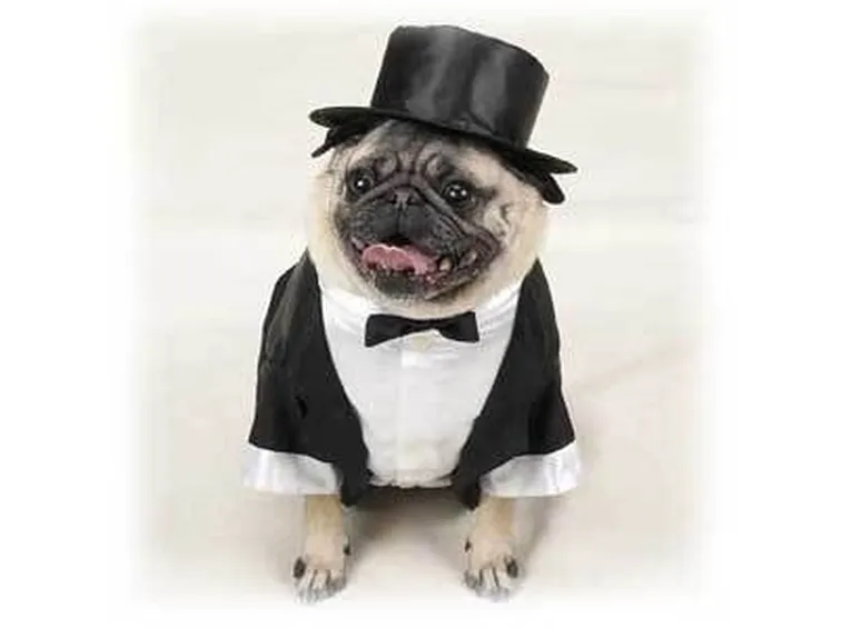 abbigliamento cani
