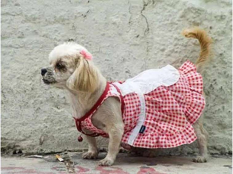 abbigliamento cani