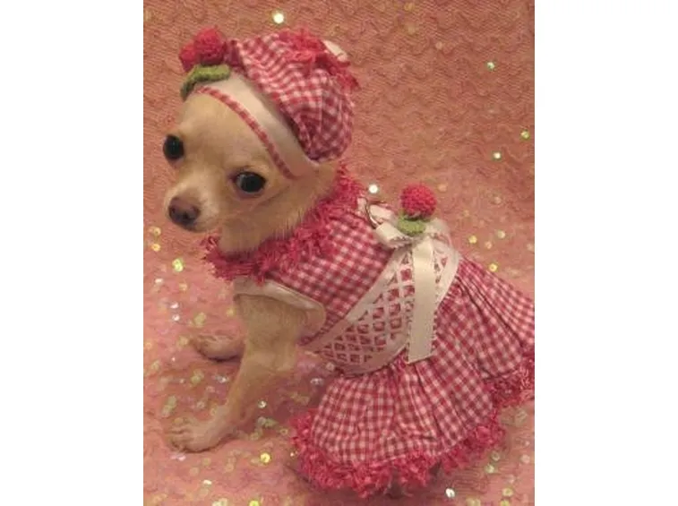 abbigliamento cani