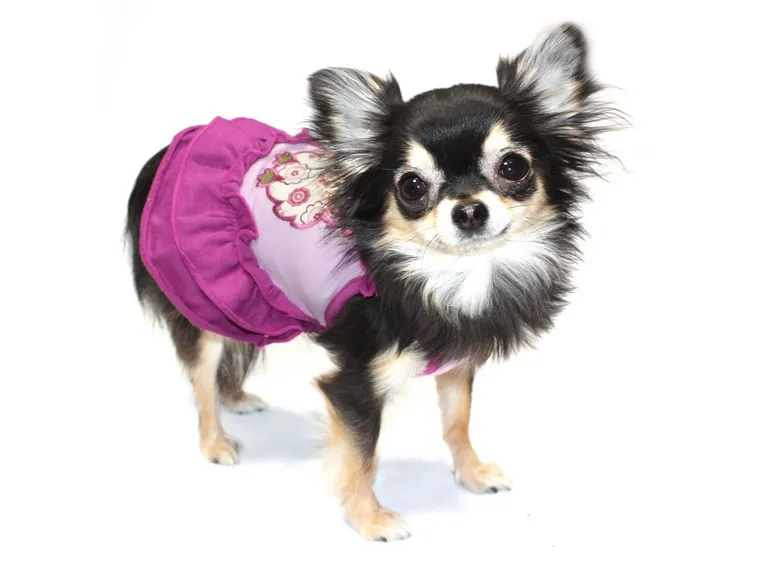 abbigliamento cani