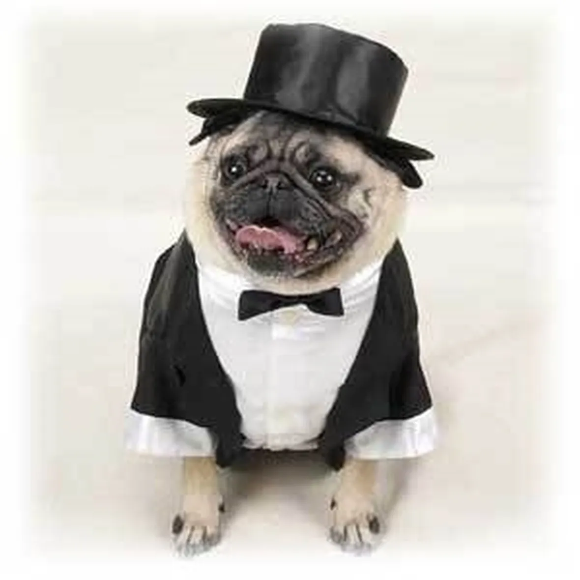 abbigliamento cani