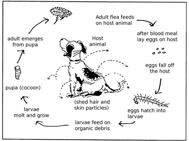 antipulci