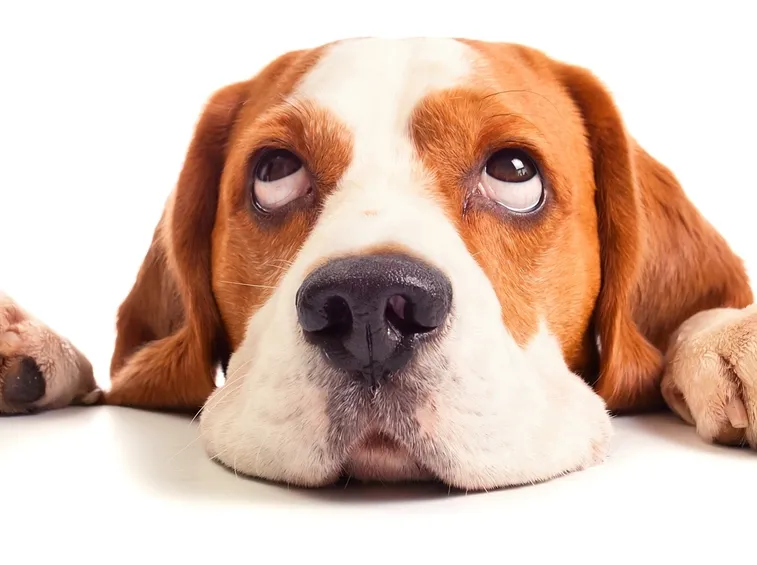 attrezzature per cani