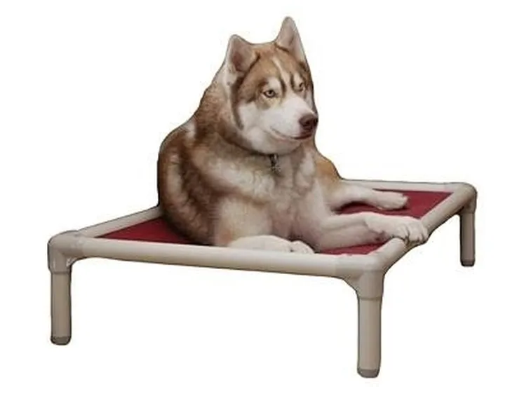 brandine cani
