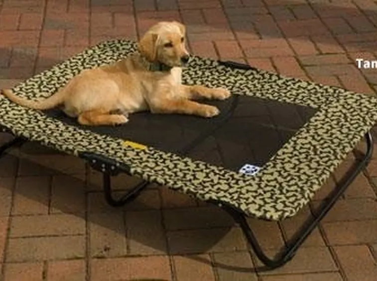 brandine cani