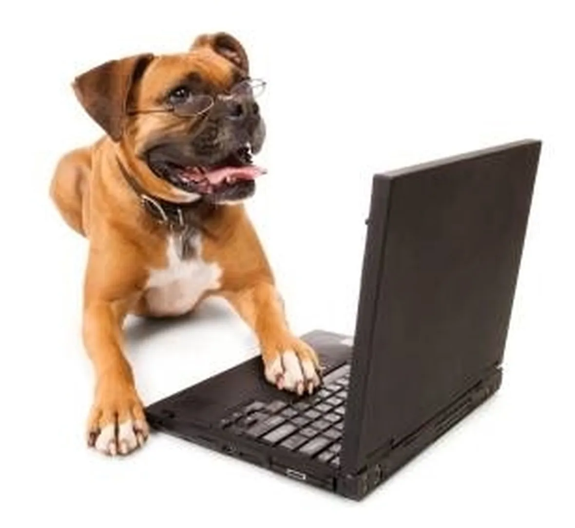 cane online