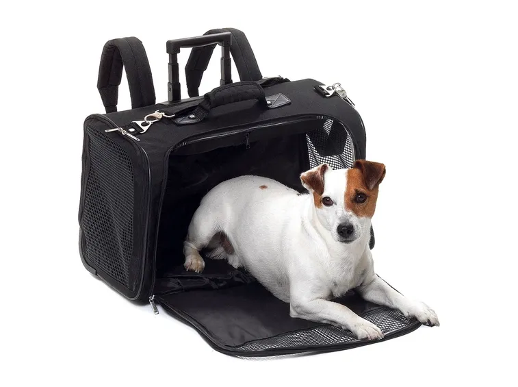Esempio di trolley base per cani