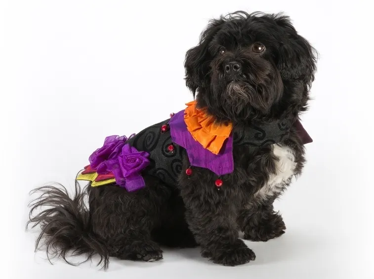 Vestito di carnevale per cane a forma di squalo