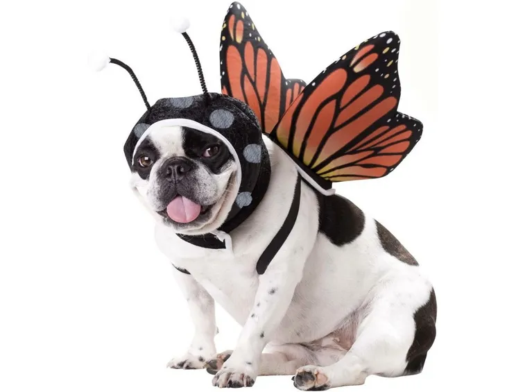 Vestito da carnevale per cane da tigre