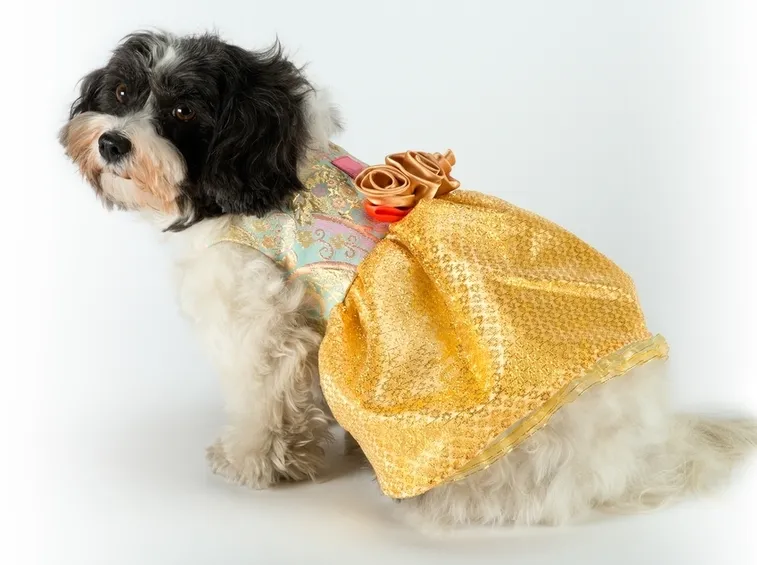Vestito di carnevale per cani da fatina