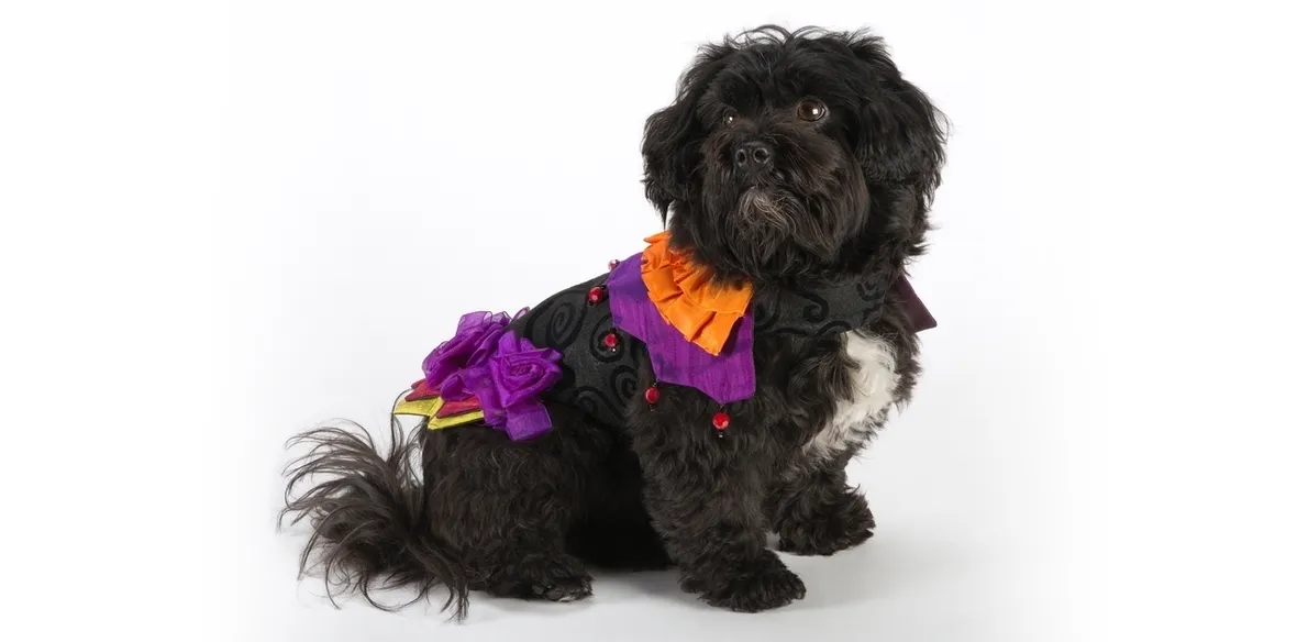 Vestito di carnevale per cane a forma di squalo
