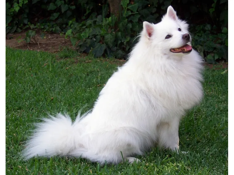 animali domestici