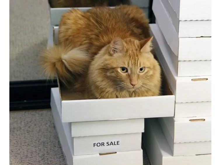 gatti in vendita