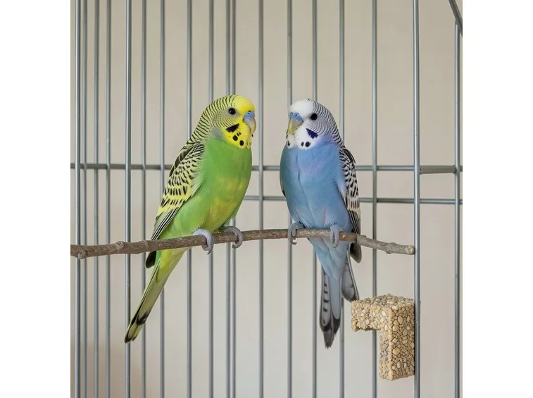 negozio animali