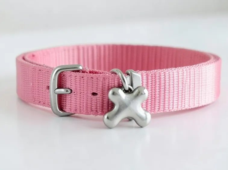 collare cane accessori