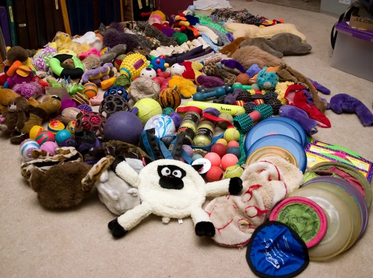 giochi cani