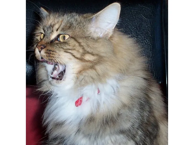 Accessori Gatti