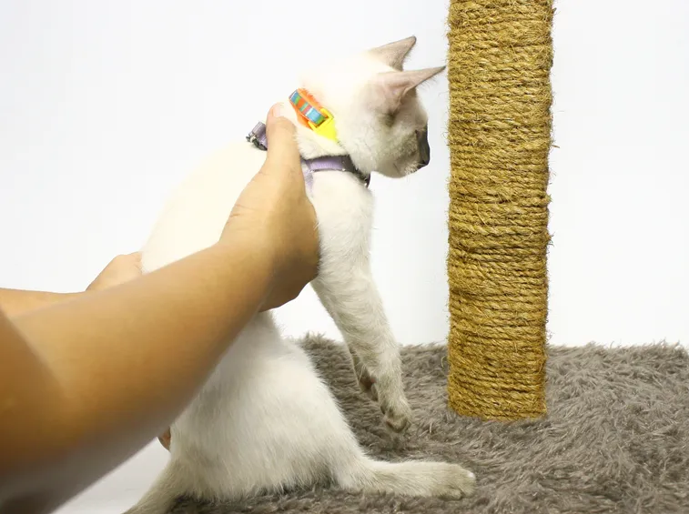 Accessori Gatti