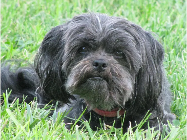 Affenpinscher espressione