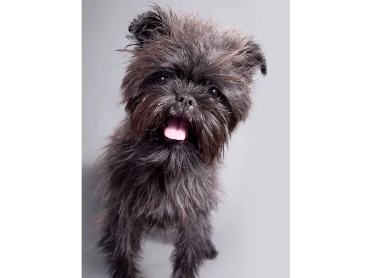 Affenpinscher felice