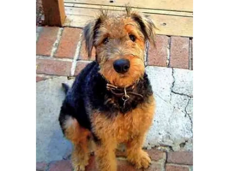 foto airedale terrier