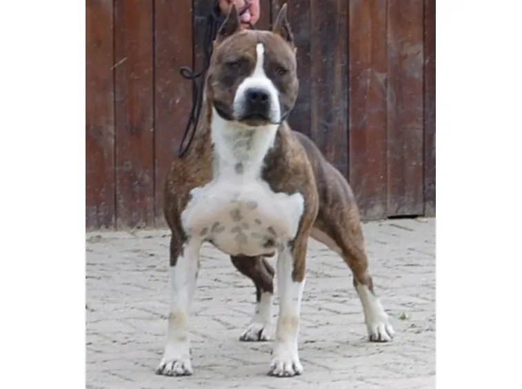 foto american staffordshire
