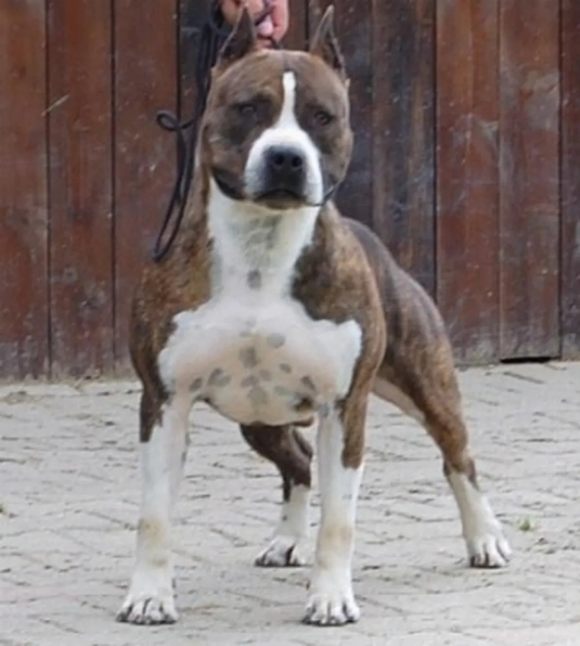 foto american staffordshire