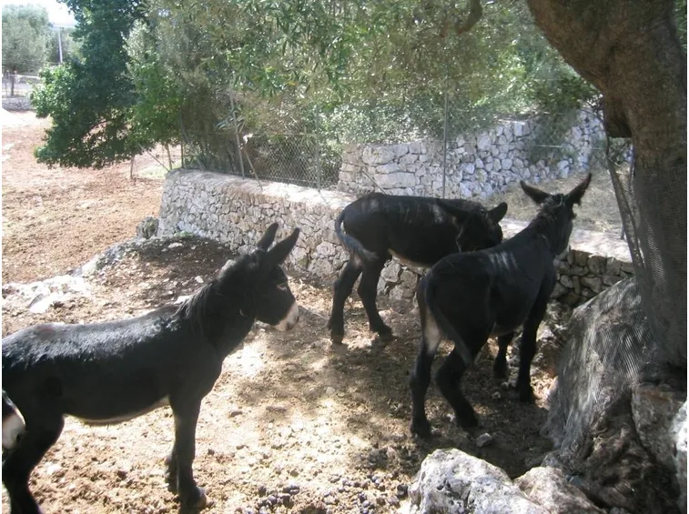 asino martina franca