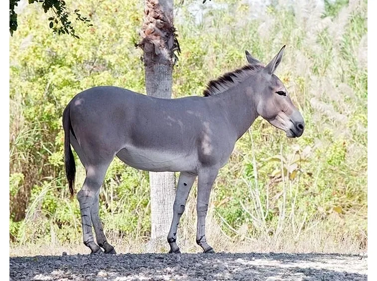Asino selvatico