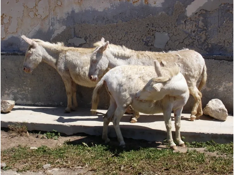Asinello bianco albino