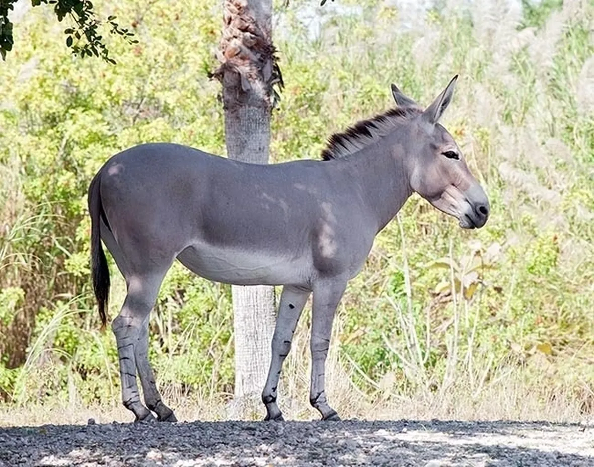 Asino selvatico