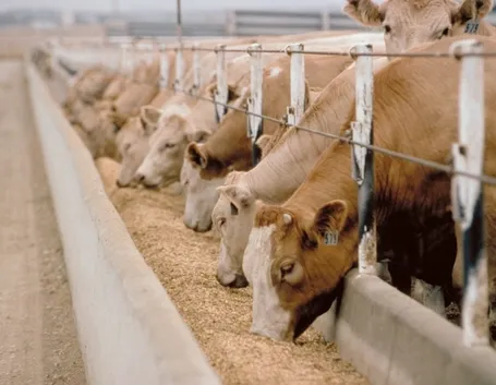 Alimentazione bovina
