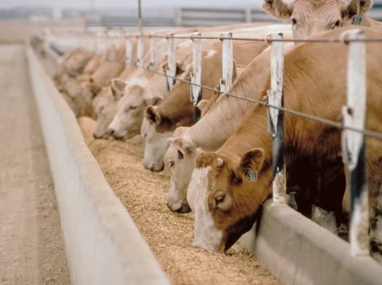 Alimentazione bovina