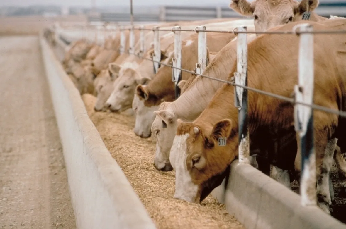 Alimentazione bovina