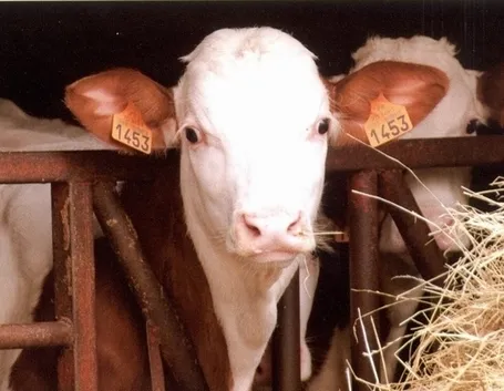 Allevamento bovini