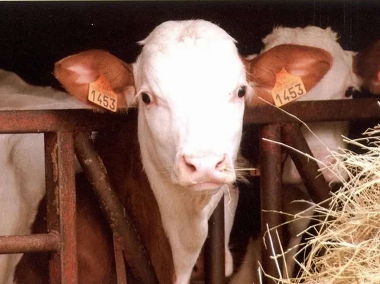 Allevamento bovini