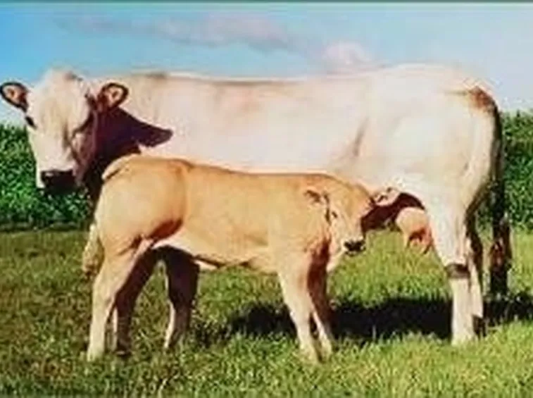Bovini Piemontesi