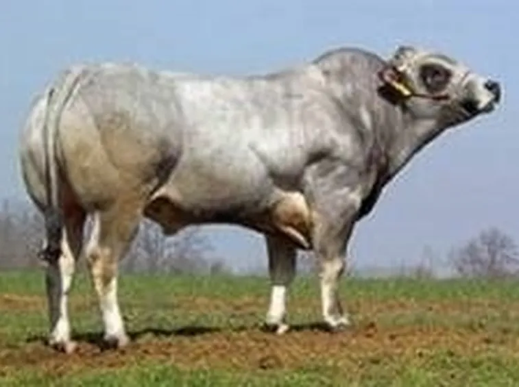 Bovini Piemontesi