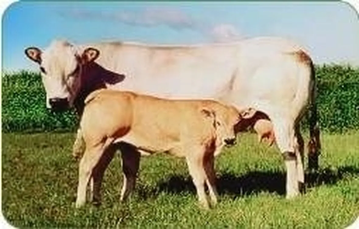 Bovini Piemontesi