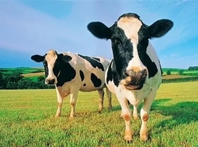 Classificazione bovini