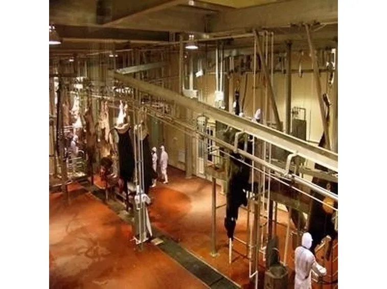 Macellazione bovini